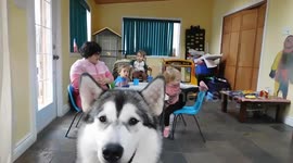 Alaskan Malamute Sojou  Performance for the children