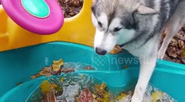 Alaskan Malamute Sojou Wild Instincts are Strong