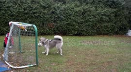 Alaskan Malamute Sojou Soccer Football Training with Children