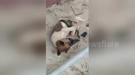 Temple visitor fights off snake with steel girder to save puppy in Thailand