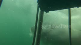 Inches Away From Awesome Jaws!! Tourists Get Eye To Eye With The Jaws Of White Shark!