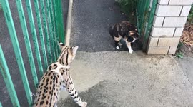 Cat is shocked by the serval kitten