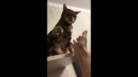 Owner badgers his cat for a high-five
