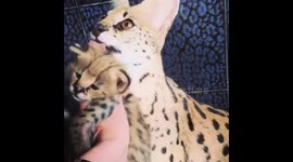 Serval kitten
