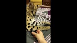 Gorgeous serval cat playing