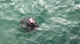 Sea Lion Swimming in Cornish Harbour