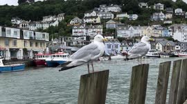 Seagulls perched on wood in a Harbor