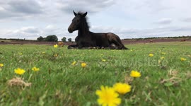 A Black Horse Foal Laying in Field of Yellow Flowers