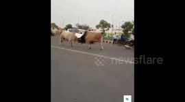 Two bulls have a fight in the middle of a road