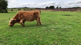 A beautiful young black Foal shares a field with Highland Cows