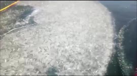 Huge sardine swarm leaps en masse to escape Indian fishermens' nets