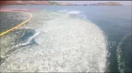 Huge sardine swarm leaps en masse to escape Indian fishermens' nets