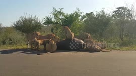 Pride of lions take down massive buffalo in middle of road
