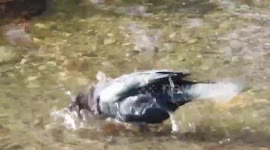 Brewers blackbird bathing