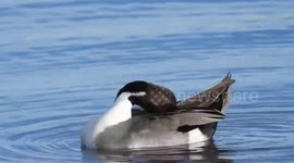 Northern pintail duck on boundary bay
