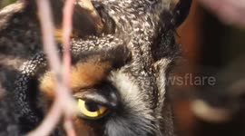 Sleepy long eared owl