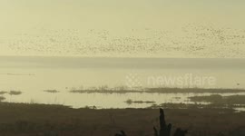 Snow geese and Merlin