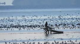 Migratory birds on the bay