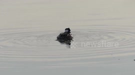 Hooded merganser with a fish catch