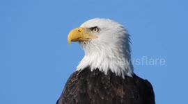 Beautiful bald eagle 10 Nov