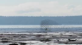 Murmurating clouds of migratory birds