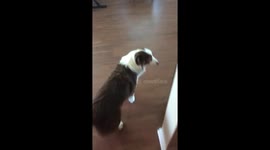 Home from Deployment : Greeted by Wiggle Butts