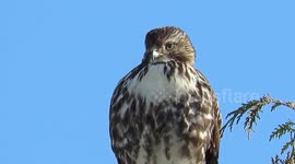 Red tailed hawk in Richmond BC