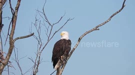 Bald eagle at nest site