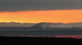 Dawn and snowgeese