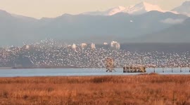 Wildlife Wednesday on the marsh
