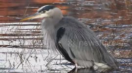 Heron at dawn on the Fraser