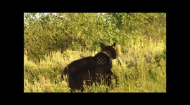 Black bear mother saves cubs from male bear