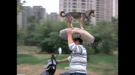 Dog sits on its owner's head in China