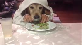 Apolo the dog loves spaghetti!