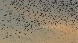 The Most Amazing Murmuration of Starlings at Marazion in Cornwall
