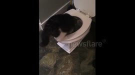 Cat caught by owner playing with toilet water