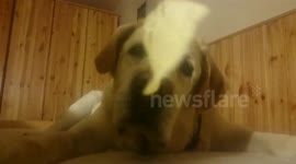 My dog loves chips:)