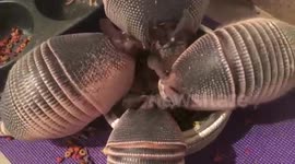 Possum Posse - Chumley's Armadillo Army, Dinner at the Round Table
