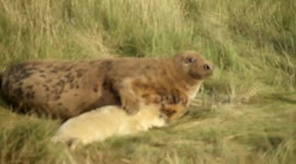 Proud seal pats her adorable pup in Lincolnshire, UK