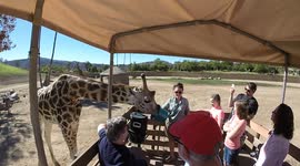 Thirsty Giraffe at San Diego Safari Park