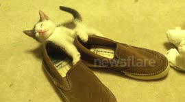 Kitten can't resist falling asleep on a pair of shoes