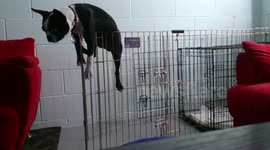 Boston Terrier's hilarious great escape