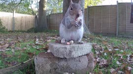 Close up of Squirrels eating nuts in my garden - HD