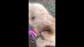 Clumsiest goldendoodle ever