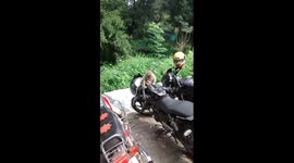 Determined monkey ransacks motorbike bags in India
