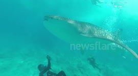 Whale-Shark hits diver :) at 1:05