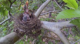 Feeding time in a nest in Juramento, Brazil