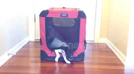 Houdini puppy escapes kennel in 20 seconds