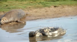 Donna Nook Lincolnshire Seal Family