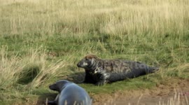 Donna Nook seal fight